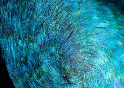 peacock-feathers-black-paine-wood-sculpture-Toni-Porto-escultura-plumas-pavo-real
