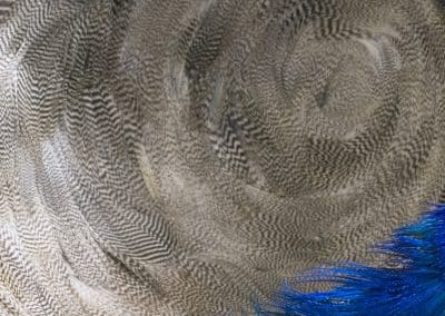 plumas-pavo-real-pegadas-peacock-feathers-glued-wood-madera