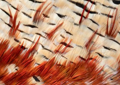 plumas-perdiz-faisan-pegadas-partridge-golden pheasant-feathers-glued-mano