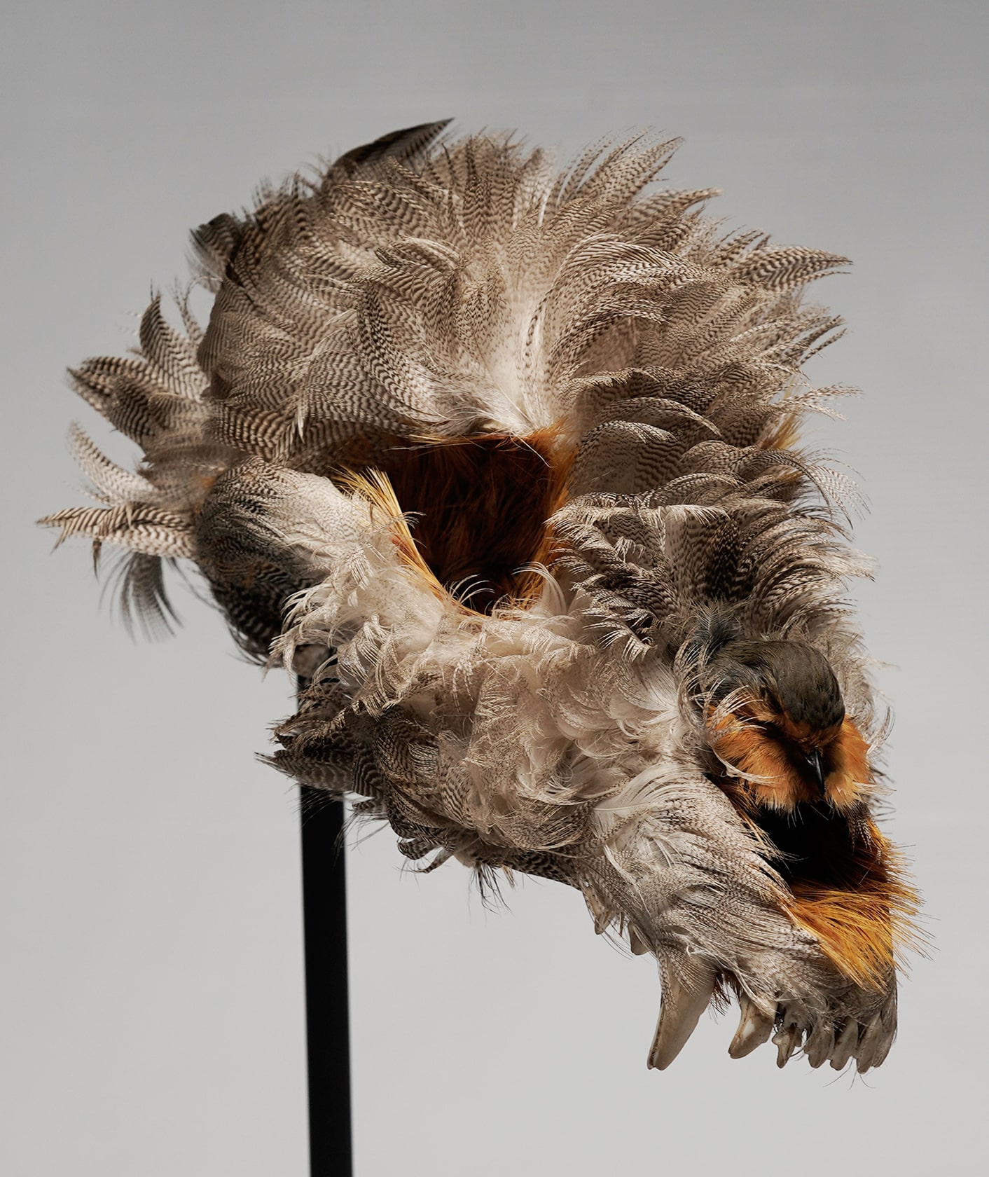 plumas-anade-faisan-dorado-petirrojo-craneo-perro-escultura-sculpture-mallard-golden-pheasant-robin-feathers-dog-skull
