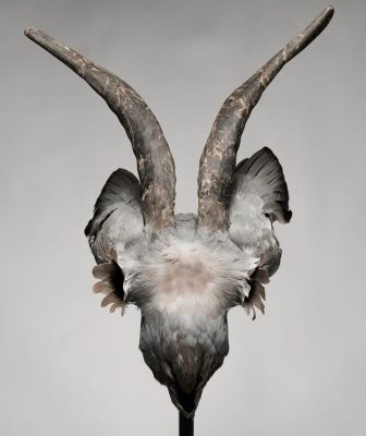 Plumas-paloma-urraca-cráneo-cabra-escultura-sculpture-pigeon-magpie-feathers-goat-skull