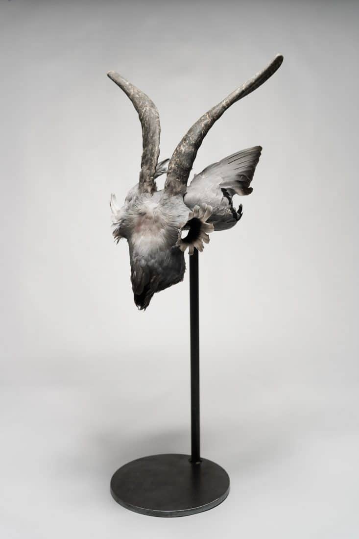 Plumas-paloma-urraca-cráneo-cabra-escultura-sculpture-pigeon-magpie-feathers-goat-skull