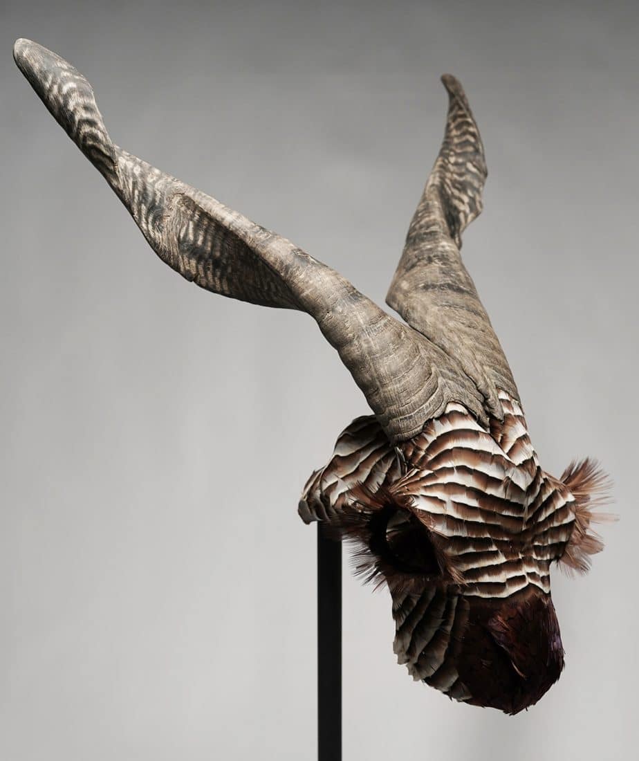 Plumas-perdiz-faisan-cráneo-cabra-escultura-sculpture-partridge-pheasant-feathers-goat-skull