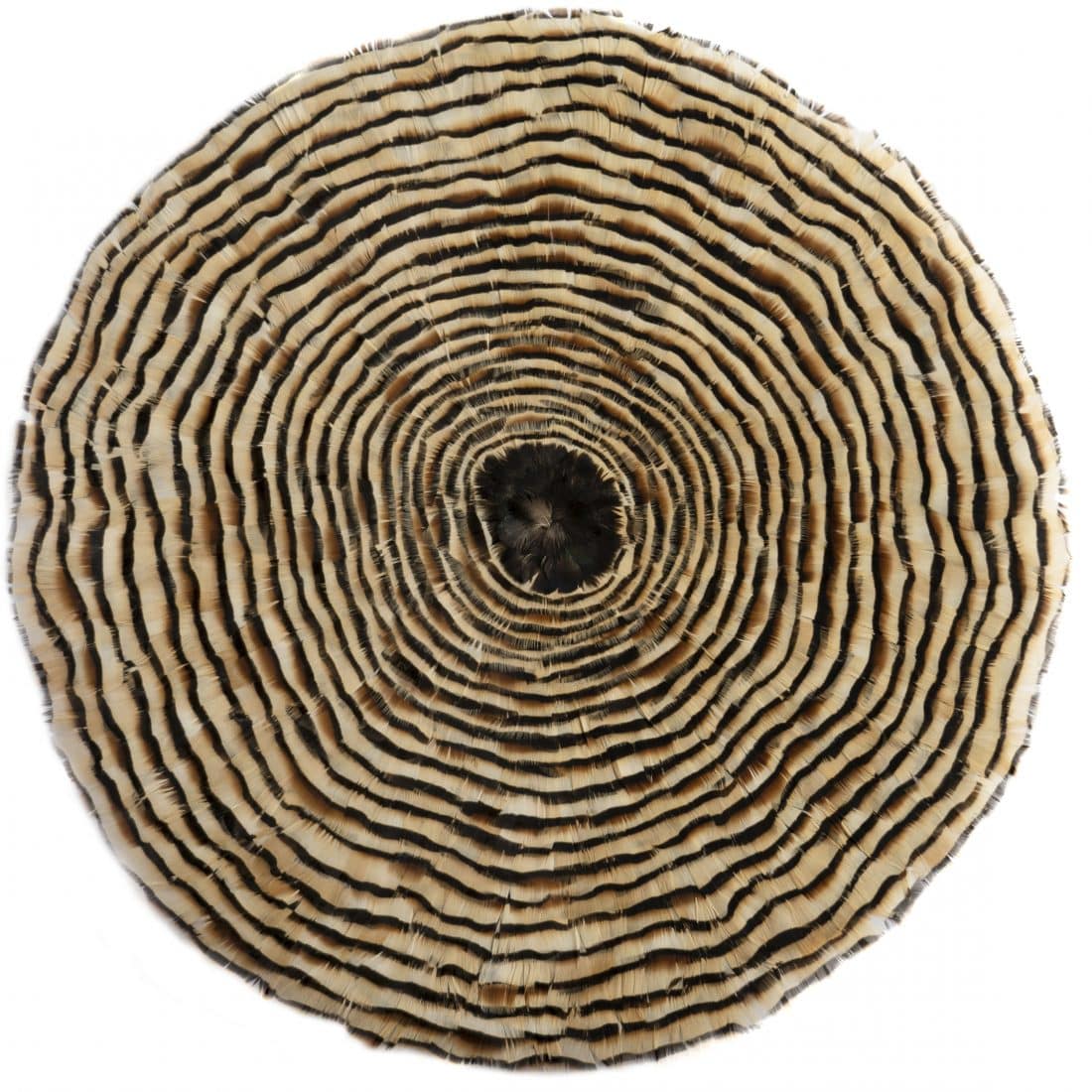 Growth Rings I