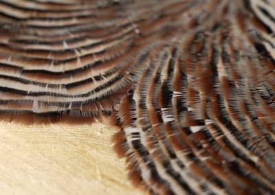 plumas-perdiz-partridge-feather-growth-ring-anillo-arbol